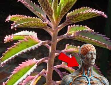 Kalanchoe: La Planta Milagrosa con Poderes Curativos Sorprendentes