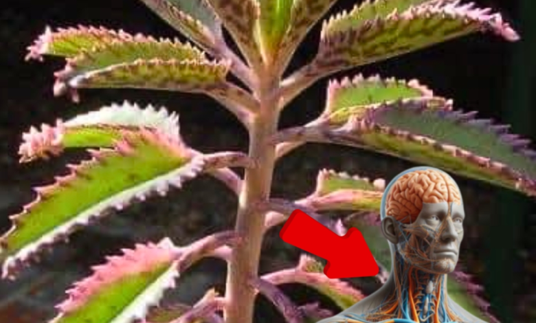 Kalanchoe: La Planta Milagrosa con Poderes Curativos Sorprendentes
