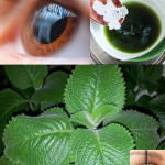 Orégano Brujo: La Planta Milagrosa que Mejora la Visión de Forma Natural