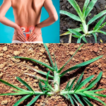 Plantas Naturales que Ayudan a Aliviar Dolores Musculares, de Cabeza y Corporales Plantas Naturales que Ayudan a Aliviar Dolores Musculares, de Cabeza y Corporales