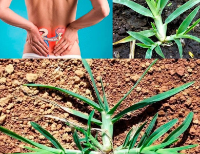 Plantas Naturales que Ayudan a Aliviar Dolores Musculares, de Cabeza y Corporales