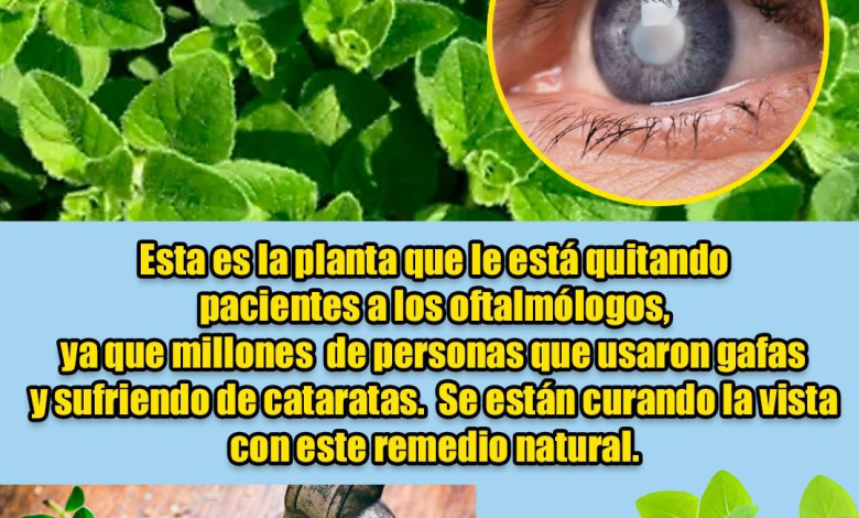 El Orégano Orejón: La Planta Milagrosa que Calma Dolores, Limpia las Vías Respiratorias y Sana Desde Adentro