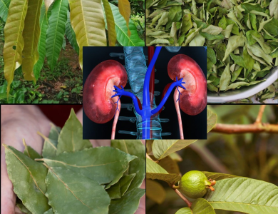 El Poder Curativo de Cuatro Hojas Medicinales: Aguacate, Mango, Guanábana y Naranja