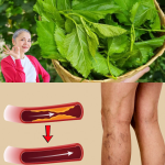 El Neem: La Hoja Milagrosa que Combate la Diabetes, la Presión Alta, el Dolor y Mejora la Circulación