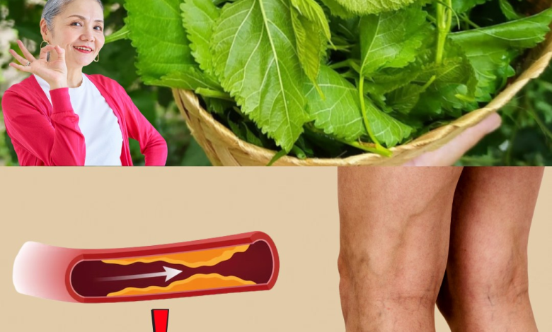El Neem: La Hoja Milagrosa que Combate la Diabetes, la Presión Alta, el Dolor y Mejora la Circulación