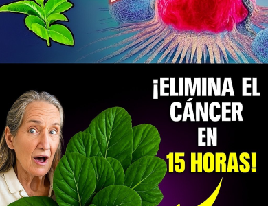 Barbara O’Neill y las 3 Hojas Poderosas para Apoyar la Prevención del Cáncer de Forma Natural Barbara O’Neill y las 3 Hojas Poderosas para Apoyar la Prevención del Cáncer de Forma Natural