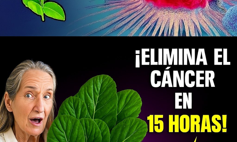 Barbara O’Neill y las 3 Hojas Poderosas para Apoyar la Prevención del Cáncer de Forma Natural