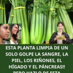 El Apio: El Depurador Natural que Limpia, Regenera y Fortalece Tus Riñones y Tu Hígado