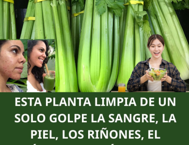 El Apio: El Depurador Natural que Limpia, Regenera y Fortalece Tus Riñones y Tu Hígado El Apio: El Depurador Natural que Limpia, Regenera y Fortalece Tus Riñones y Tu Hígado