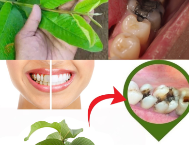 Descubre el Secreto de la Naturaleza: 3 Poderosos Remedios con Hojas de Guayaba para Combatir la Caries Dental Descubre el Secreto de la Naturaleza: 3 Poderosos Remedios con Hojas de Guayaba para Combatir la Caries Dental