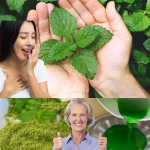 La Menta: El Tesoro Fresco del Jardín que Transforma tu Salud y tu Cocina La Menta: El Tesoro Fresco del Jardín que Transforma tu Salud y tu Cocina