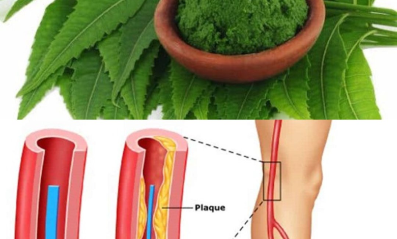 Hojas de Neem: El Remedio Natural que Equilibra tu Salud desde Adentro