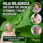El Poder Oculto del Orégano Oregón: Una Hoja al Día para Transformar tu Salud