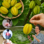 Las Hojas de Carambola: El Secreto Oculto de un Árbol Poderoso (y Peligroso si no se usa bien)