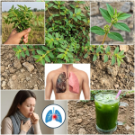 Euphorbia Hirta: 30 Asombrosos Beneficios para la Salud y Secretos de Uso Seguro Revelados