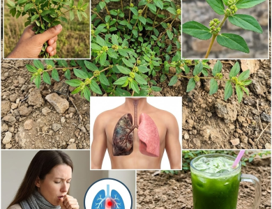 Euphorbia Hirta: 30 Asombrosos Beneficios para la Salud y Secretos de Uso Seguro Revelados