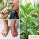 Descubre el Sanador Oculto en tu Jardín: La Milagrosa Hoja de la Vida