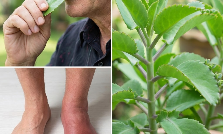 Descubre el Sanador Oculto en tu Jardín: La Milagrosa Hoja de la Vida
