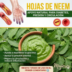 Hojas de Neem: La Hoja Milagrosa que Apoya la Diabetes, la Presión Alta y la Circulación