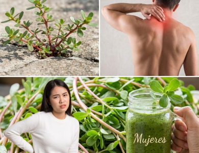 Descubre la Verdolaga: La “Hierba” Humilde que Puede Transformar tu Salud Descubre la Verdolaga: La “Hierba” Humilde que Puede Transformar tu Salud