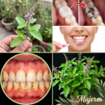 Tulsi: La Hierba Sagrada que Transforma tu Sonrisa de Forma Natural
