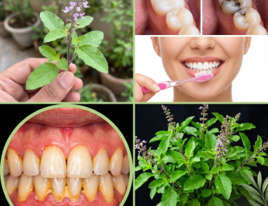 Tulsi: La Hierba Sagrada que Transforma tu Sonrisa de Forma Natural