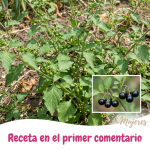 Hierba Mora: La Planta Medicinal que Alivia Dolores, Mejora la Digestión y Regenera la Piel