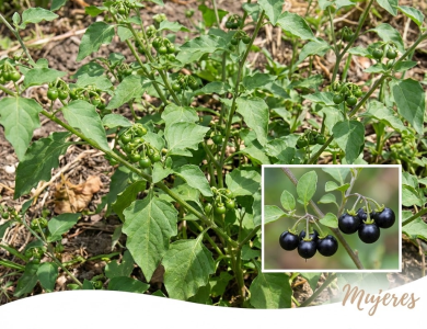 Hierba Mora: La Planta Medicinal que Alivia Dolores, Mejora la Digestión y Regenera la Piel Hierba Mora: La Planta Medicinal que Alivia Dolores, Mejora la Digestión y Regenera la Piel
