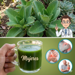 Kalanchoe: la planta de interior que esconde un potente botiquín natural (y que debes usar con cuidado) Kalanchoe: la planta de interior que esconde un potente botiquín natural (y que debes usar con cuidado)