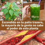 Beneficios del Bledo para la Salud: 10 Propiedades y Recetas Naturales