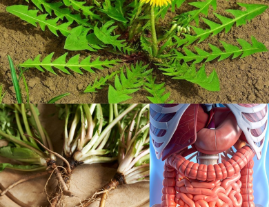 El Poder Asombroso del Diente de León: 30 Razones por las que esta “Mala Hierba” es el Sanador Definitivo de la Naturaleza El Poder Asombroso del Diente de León: 30 Razones por las que esta “Mala Hierba” es el Sanador Definitivo de la Naturaleza