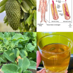 Té de Guanábana y Orégano Ancho: Una Infusión Natural para Fortalecer tu Salud Té de Guanábana y Orégano Ancho: Una Infusión Natural para Fortalecer tu Salud