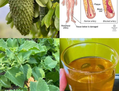 Té de Guanábana y Orégano Ancho: Una Infusión Natural para Fortalecer tu Salud Té de Guanábana y Orégano Ancho: Una Infusión Natural para Fortalecer tu Salud