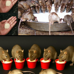 El Truco Casero que Está Devolviendo la Paz a los Hogares: Despídete de Plagas con Ingredientes Naturales