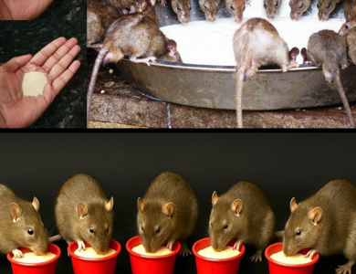 El Truco Casero que Está Devolviendo la Paz a los Hogares: Despídete de Plagas con Ingredientes Naturales