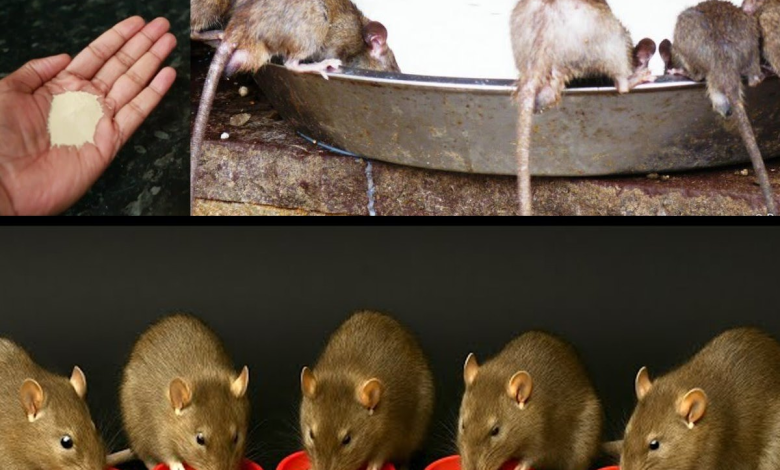 El Truco Casero que Está Devolviendo la Paz a los Hogares: Despídete de Plagas con Ingredientes Naturales