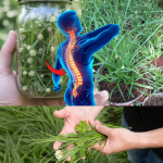 Kyllinga brevifolia: beneficios, usos medicinales y cómo incorporarla a tu rutina de bienestar