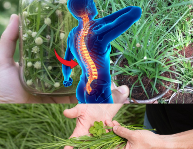 Kyllinga brevifolia: beneficios, usos medicinales y cómo incorporarla a tu rutina de bienestar