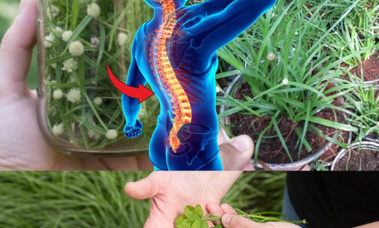 Kyllinga brevifolia: beneficios, usos medicinales y cómo incorporarla a tu rutina de bienestar