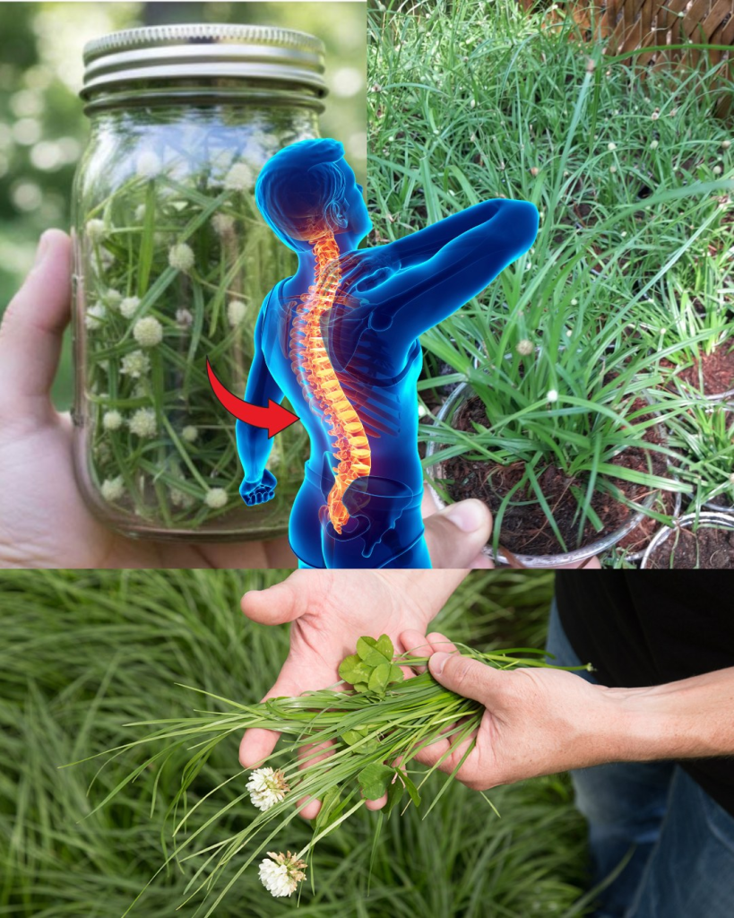 Kyllinga brevifolia: beneficios, usos medicinales y cómo incorporarla a tu rutina de bienestar