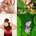 Mimosa Pudica: 10 Beneficios Clave, Usos Prácticos y Precauciones (Guía Clara)