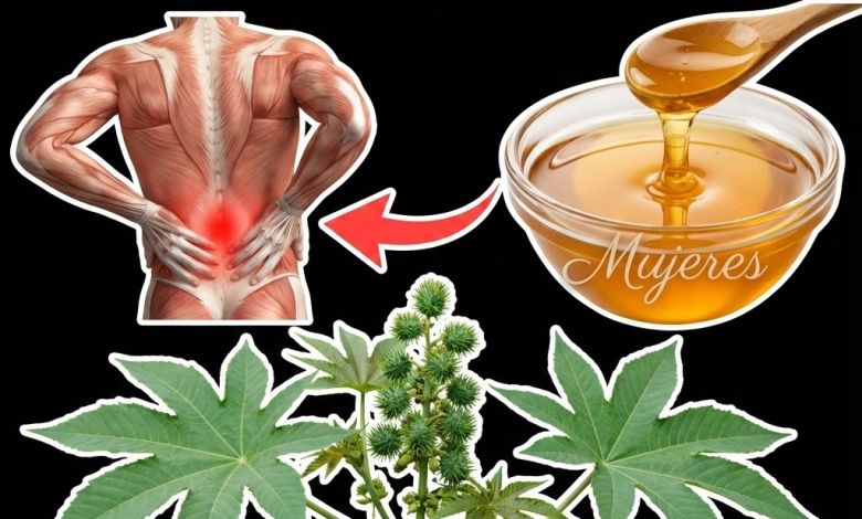 Ricino o Higuereta (Ricinus communis): Beneficios, Usos Seguros y Recetas Naturales (Guía Completa)