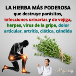 Tomillo (Thymus vulgaris): Beneficios, Propiedades, Cómo Usarlo y Precauciones (Guía Completa) Tomillo (Thymus vulgaris): Beneficios, Propiedades, Cómo Usarlo y Precauciones (Guía Completa)