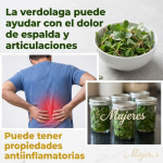 Verdolaga (Portulaca oleracea): La “maleza” que puede cambiar tu plato (Guía clara y práctica)