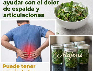 Verdolaga (Portulaca oleracea): La “maleza” que puede cambiar tu plato (Guía clara y práctica)