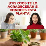 Orégano orejón (Plectranthus amboinicus) para ojos cansados: beneficios, cómo usarlo y precauciones