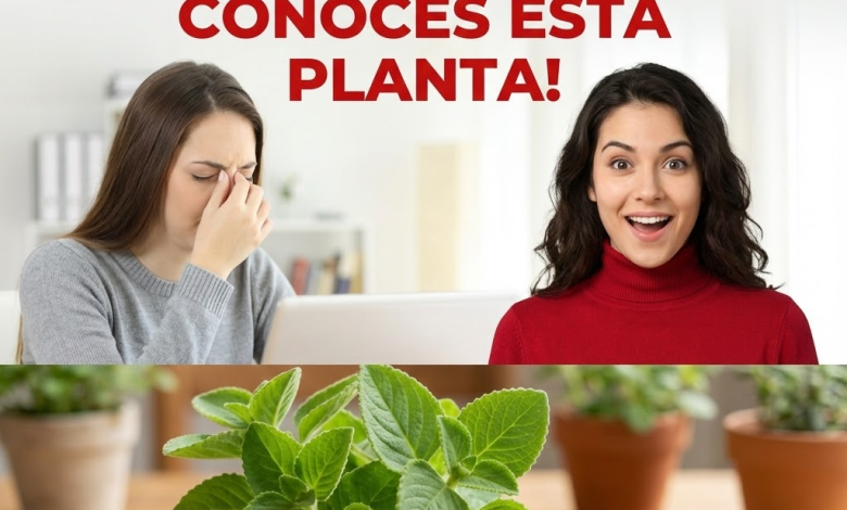 Orégano orejón (Plectranthus amboinicus) para ojos cansados: beneficios, cómo usarlo y precauciones