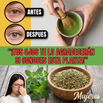 Orégano orejón (Plectranthus amboinicus) y salud ocular: usos tradicionales, infusión segura y cuidados responsables (Guía clara)