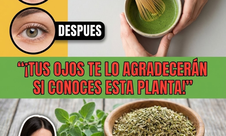 Orégano orejón (Plectranthus amboinicus) y salud ocular: usos tradicionales, infusión segura y cuidados responsables (Guía clara)