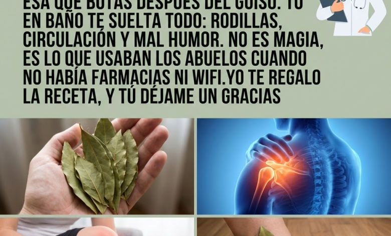 Hojas de Laurel para el Dolor de Rodillas: Beneficios, 5 Formas de Uso y Consejos (Guía clara y práctica)